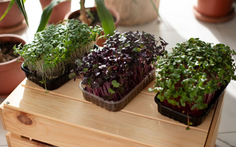 Jasa Artificial Planter Box Jakarta