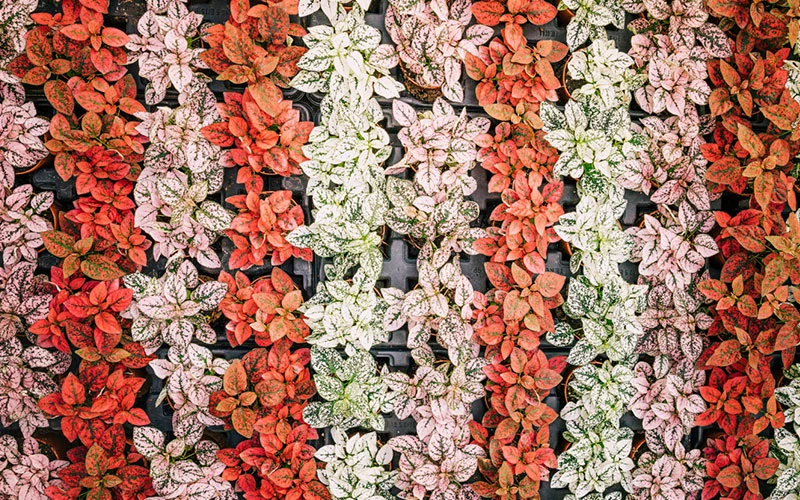 Jasa Vertical Garden Artificial Jakarta