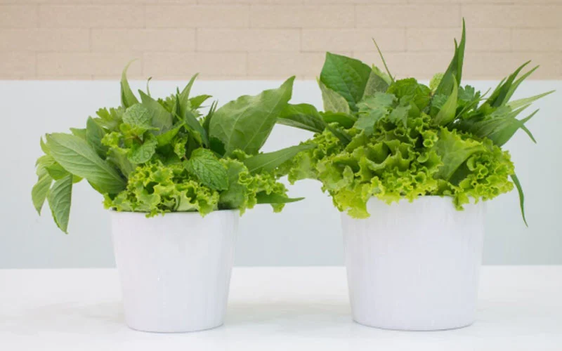 Dekorasi Interior Tanaman Artificial Jakarta