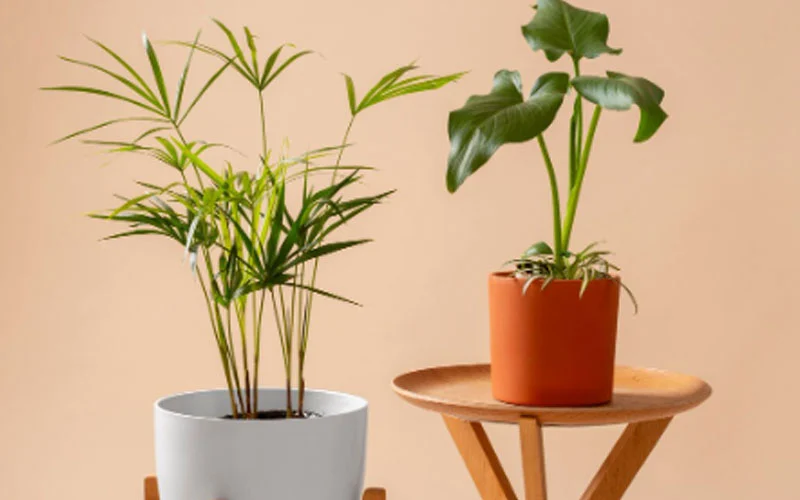 Spesialis Tanaman Artificial Jakarta